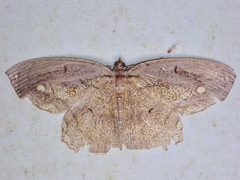 Pareumelea eugeniata