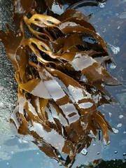 Lessonia trabeculata