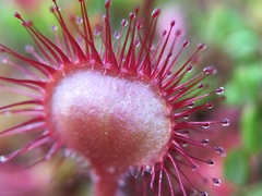 Drosera rotundifolia image