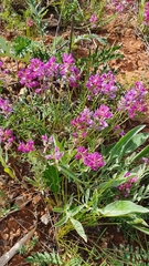 Oxytropis baschkiriensis
