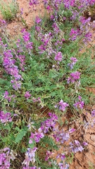 Oxytropis baschkiriensis