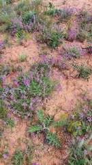 Oxytropis baschkiriensis