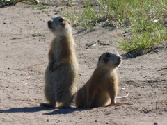 Spermophilus erythrogenys