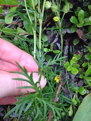 Potentilla bimundorum
