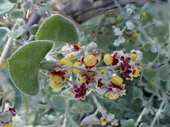 Chenopodium curvispicatum
