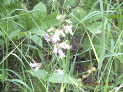 Penstemon calycosus