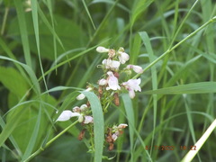 Penstemon calycosus