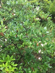 Rhododendron arborescens