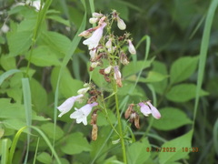 Penstemon calycosus