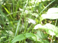 Penstemon calycosus