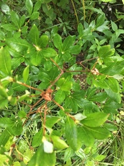 Rhododendron arborescens