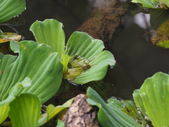 Dolomedes horishanus