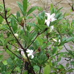 Rhododendron arborescens