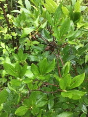 Rhododendron arborescens
