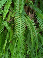 Phegopteris decursive-pinnata