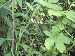 Penstemon calycosus