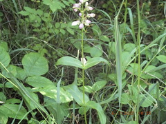 Penstemon calycosus