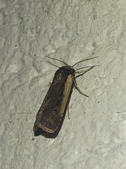 Ochropleura implecta