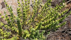 Pseudodictamnus undulatus