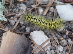 Lophocampa mixta