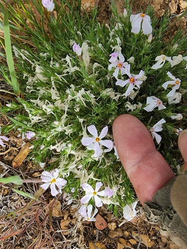 Opal Phlox (Phlox opalensis)
