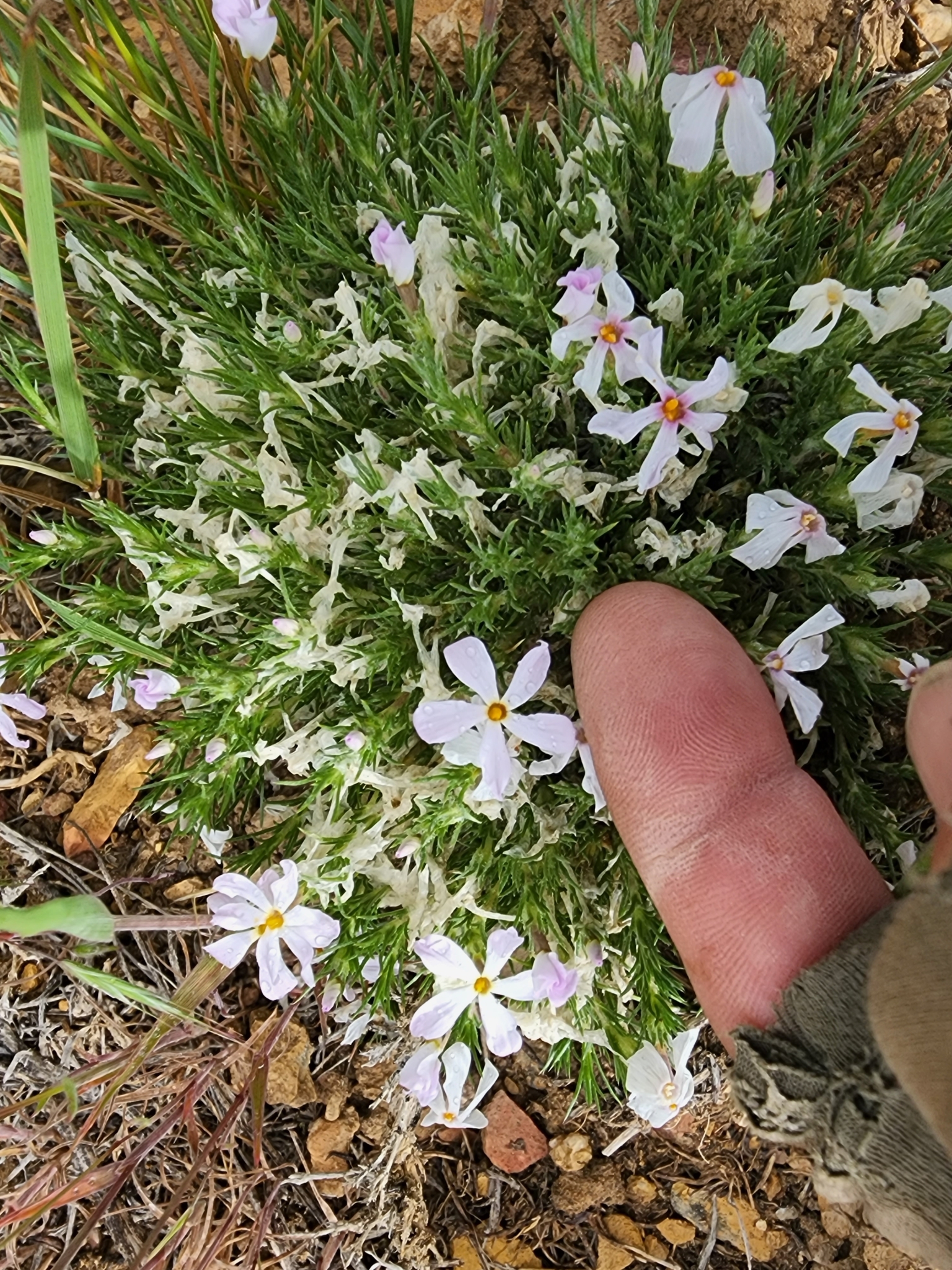 Phlox opalensis