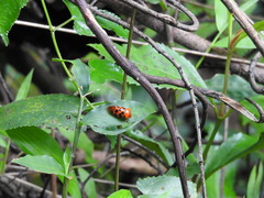 Cosmoscarta septempunctata