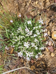 Phlox opalensis