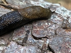 Prophysaon vanattae