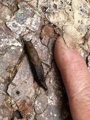 Prophysaon vanattae