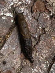 Prophysaon vanattae