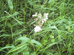 Penstemon calycosus