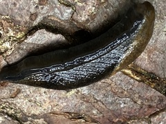 Prophysaon vanattae