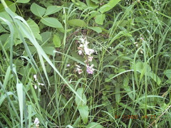 Penstemon calycosus