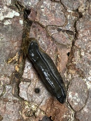 Prophysaon vanattae