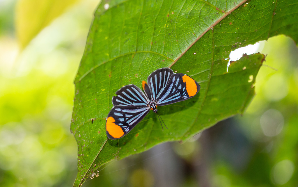 Stalachtis lineata