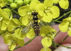 Sphaerophoria pyrrhina