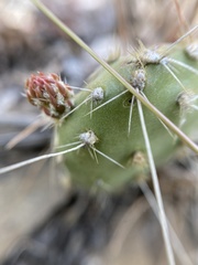 Opuntia × columbiana
