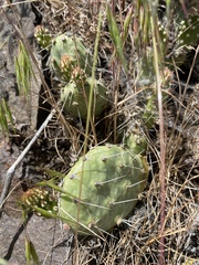 Opuntia × columbiana