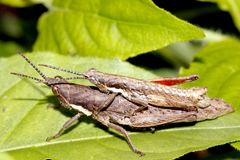 Pyrgotettix pueblensis