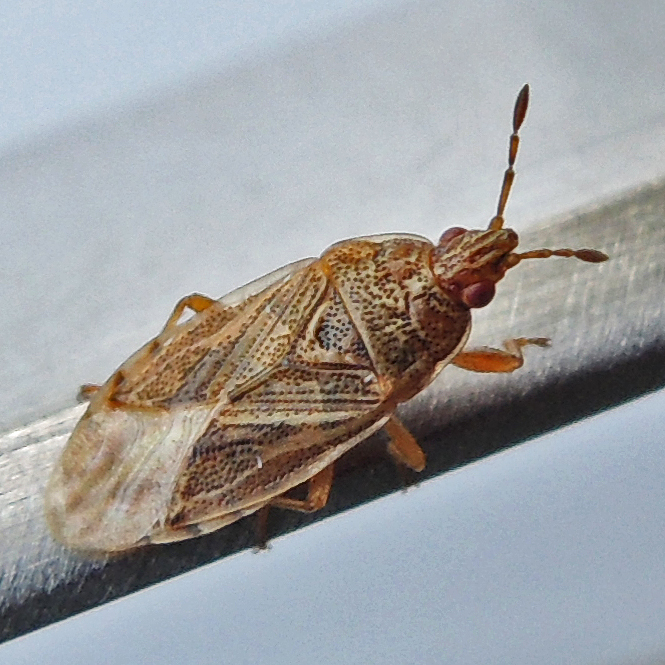 Bulrush Bug