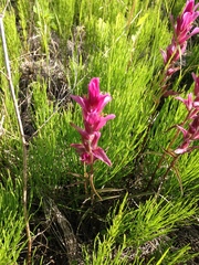 Castilleja raupii
