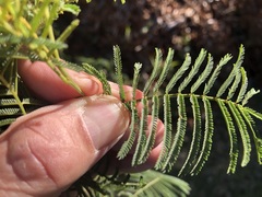 Acacia leucoclada