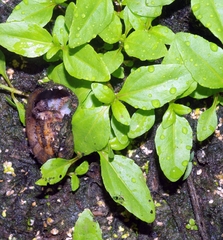 Gastropoda