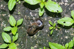 Gastropoda