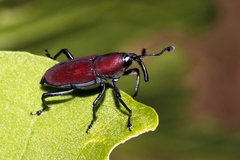 Rhodobaenus sanguineus