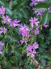 Clarkia biloba