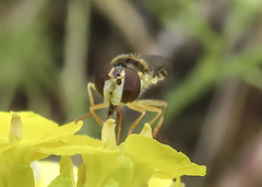 Sphaerophoria pyrrhina