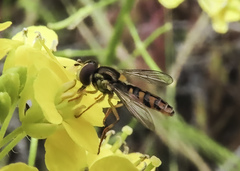 Sphaerophoria pyrrhina