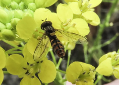 Sphaerophoria pyrrhina